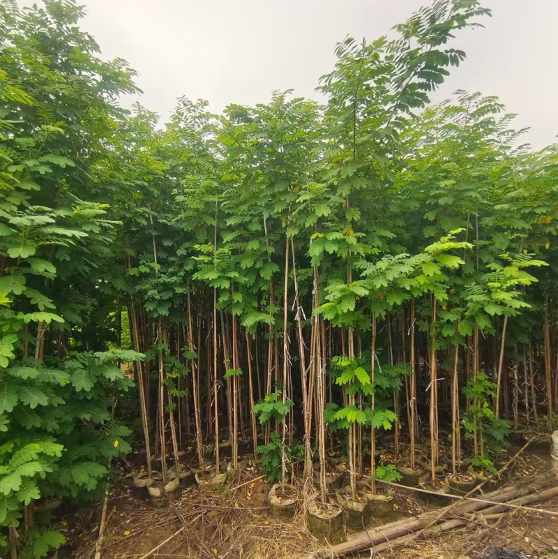 黄槐1-4分基地大量现货，欢迎各位客户咨询