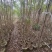 黄槐1-4分基地大量现货，欢迎各位客户咨询