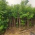 黄槐1-4分基地大量现货，欢迎各位客户咨询