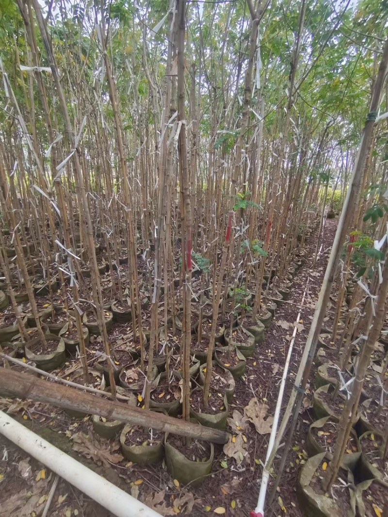 黄槐1-4分基地大量现货，欢迎各位客户咨询
