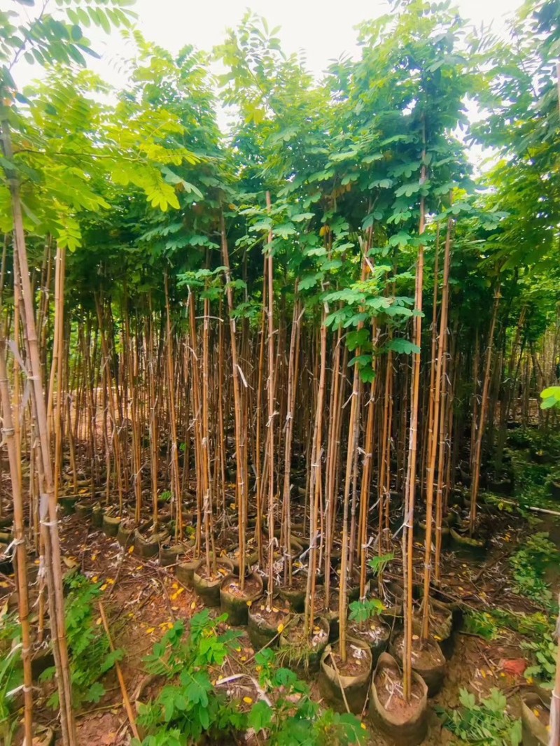 黄槐1-4分基地大量现货，欢迎各位客户咨询