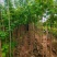 黄槐1-4分基地大量现货，欢迎各位客户咨询