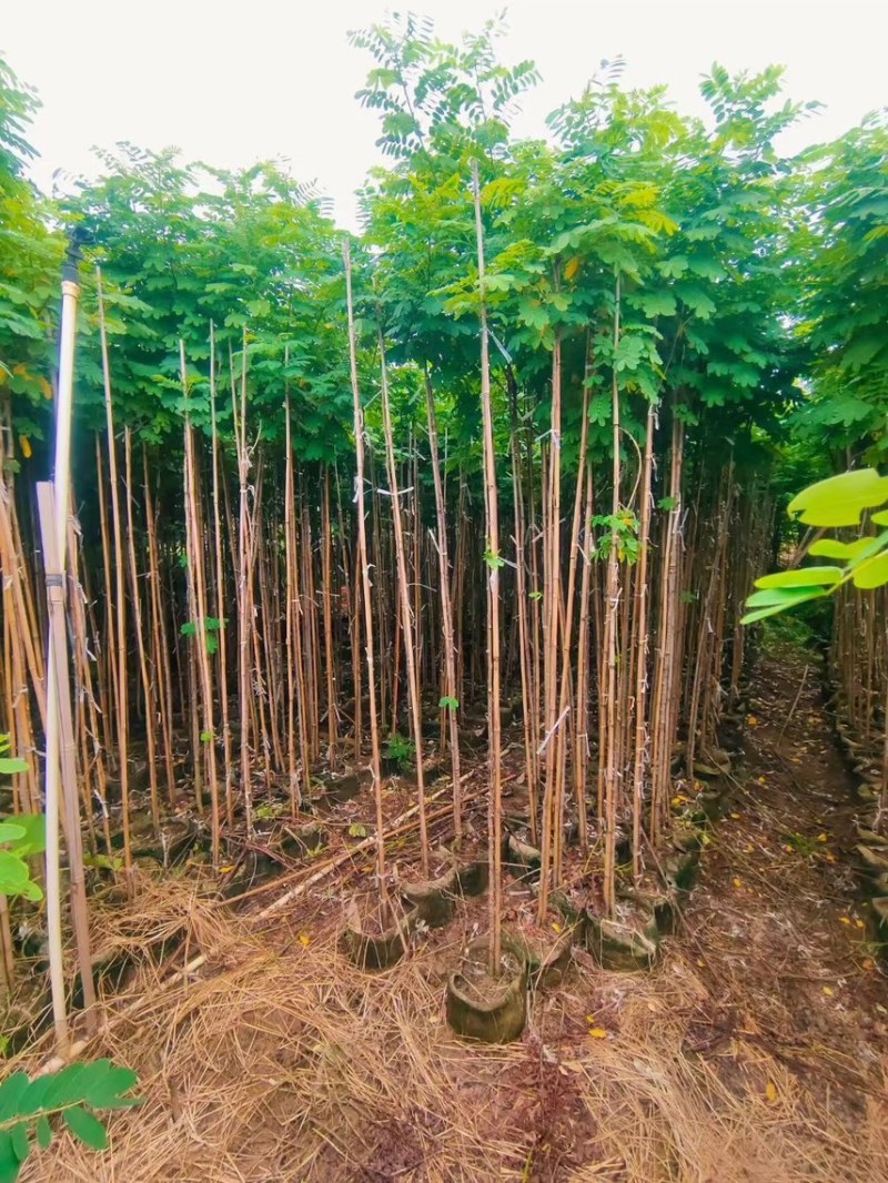 黄槐1-4分基地大量现货，欢迎各位客户咨询