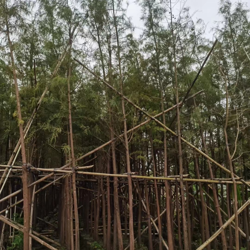 落羽杉