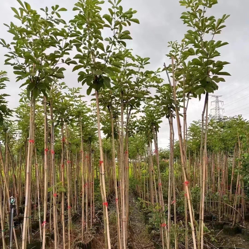 黄花风铃木1-4分基地大量现货，欢迎各位客户咨询