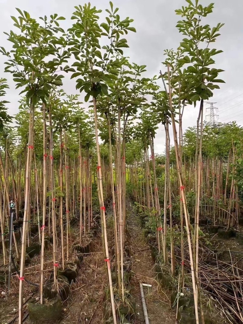 黄花风铃木1-4分基地大量现货，欢迎各位客户咨询