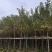 黄花风铃木1-4分基地大量现货，欢迎各位客户咨询
