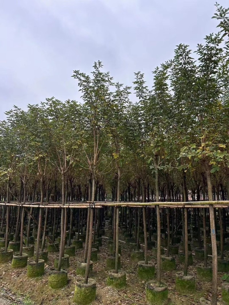 黄花风铃木1-4分基地大量现货，欢迎各位客户咨询
