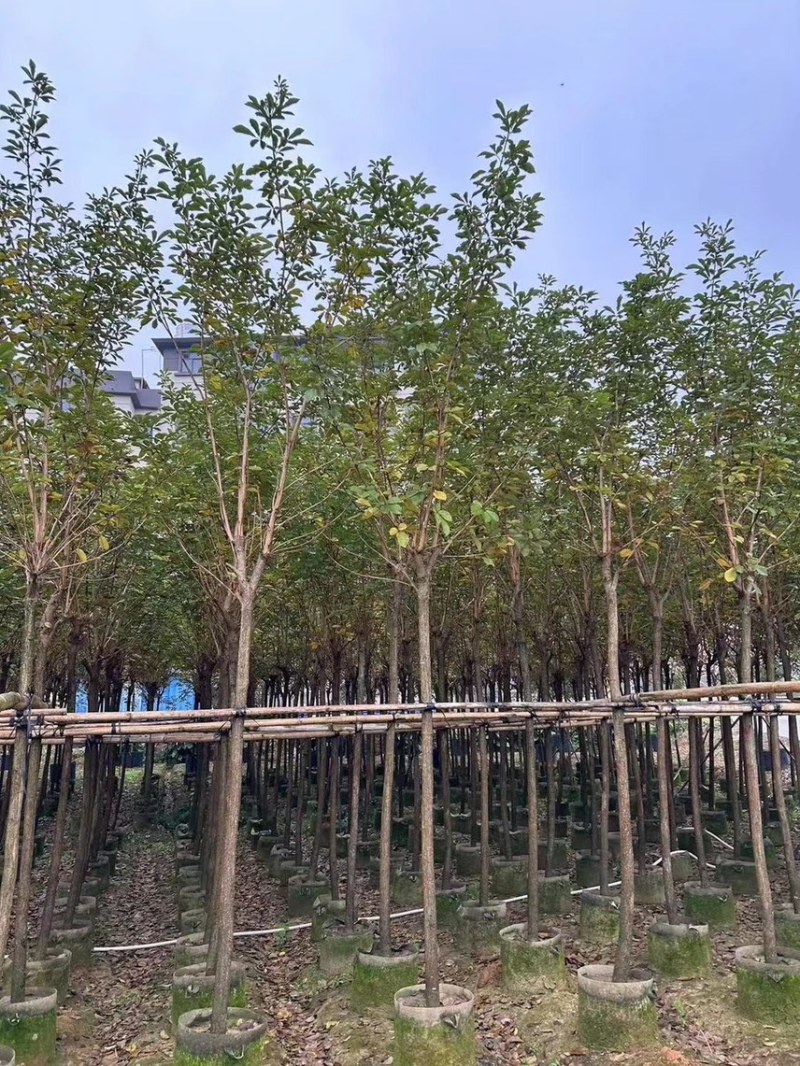黄花风铃木1-4分基地大量现货，欢迎各位客户咨询