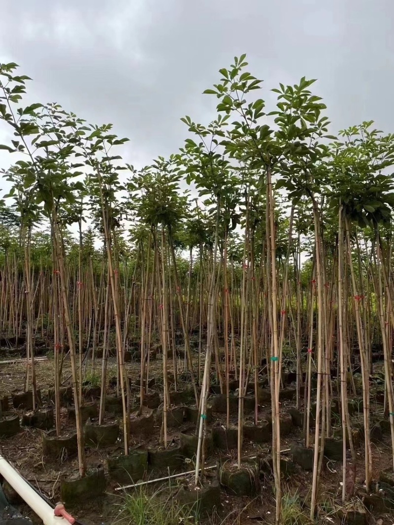 黄花风铃木1-4分基地大量现货，欢迎各位客户咨询