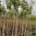 黄花风铃木1-4分基地大量现货，欢迎各位客户咨询