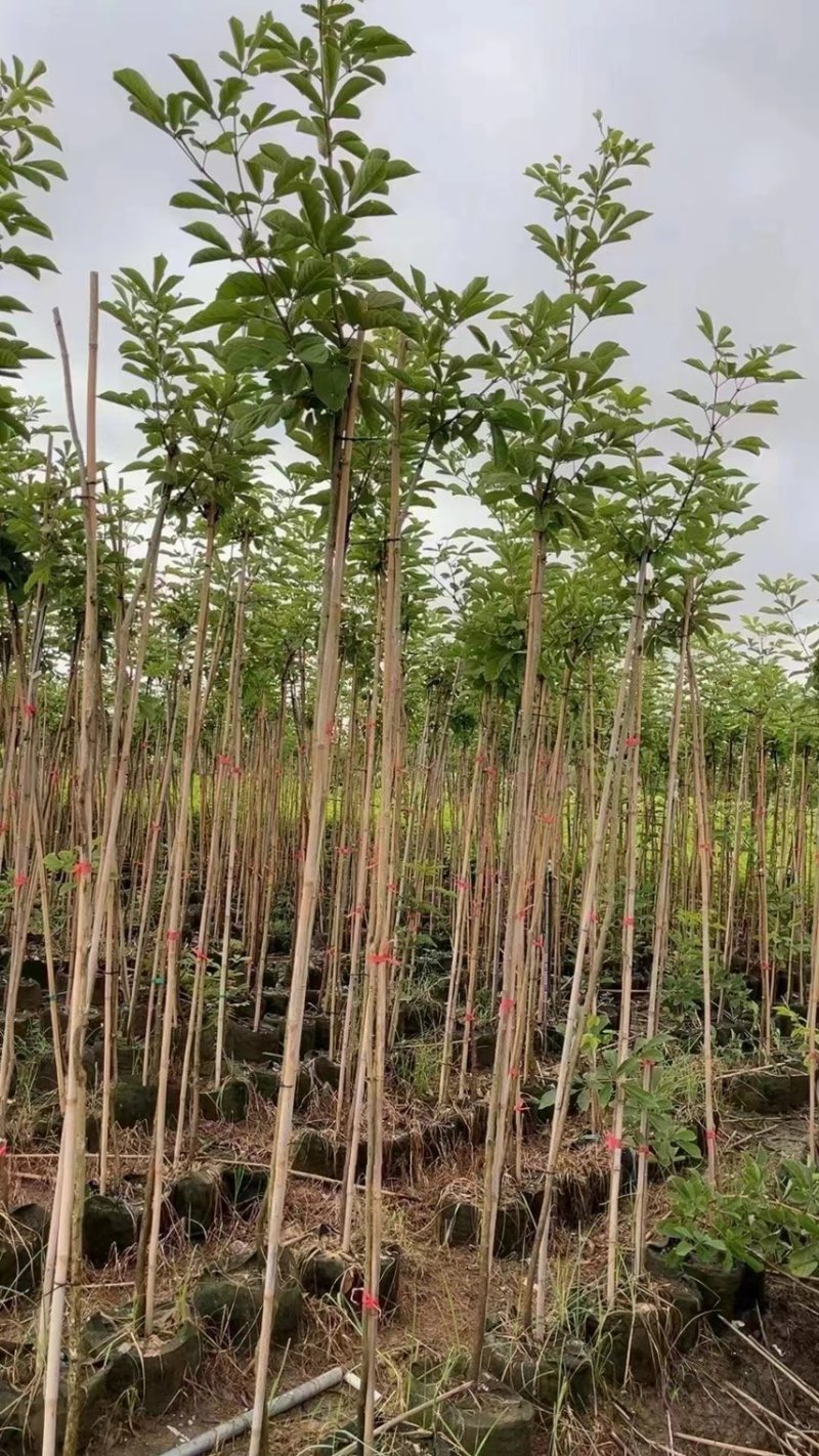 黄花风铃木1-4分基地大量现货，欢迎各位客户咨询