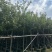 黄花风铃木1-4分基地大量现货，欢迎各位客户咨询