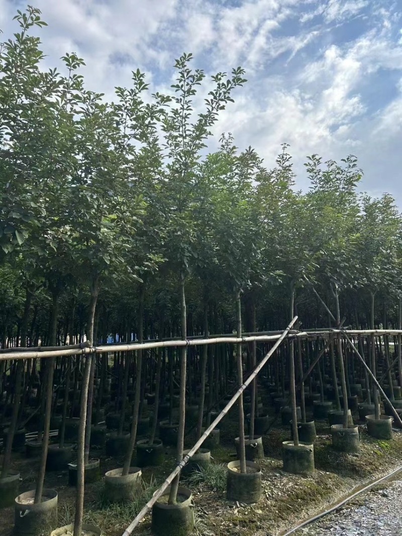 黄花风铃木1-4分基地大量现货，欢迎各位客户咨询
