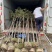 黄花风铃木1-4分基地大量现货，欢迎各位客户咨询