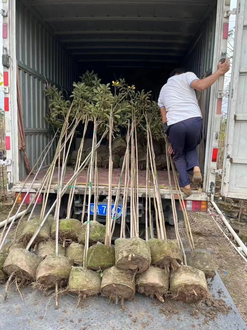 黄花风铃木1-4分基地大量现货，欢迎各位客户咨询
