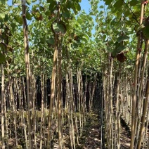 宫粉紫荆1-4分基地大量现货，欢迎各位客户咨询