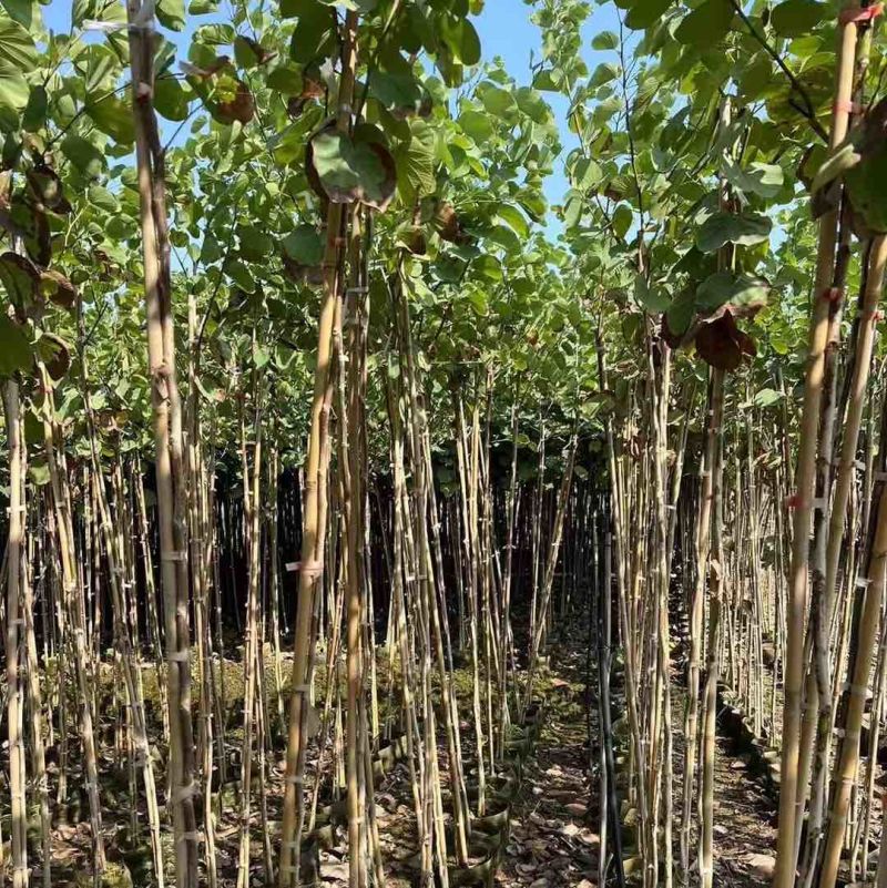 宫粉紫荆1-4分基地大量现货，欢迎各位客户咨询