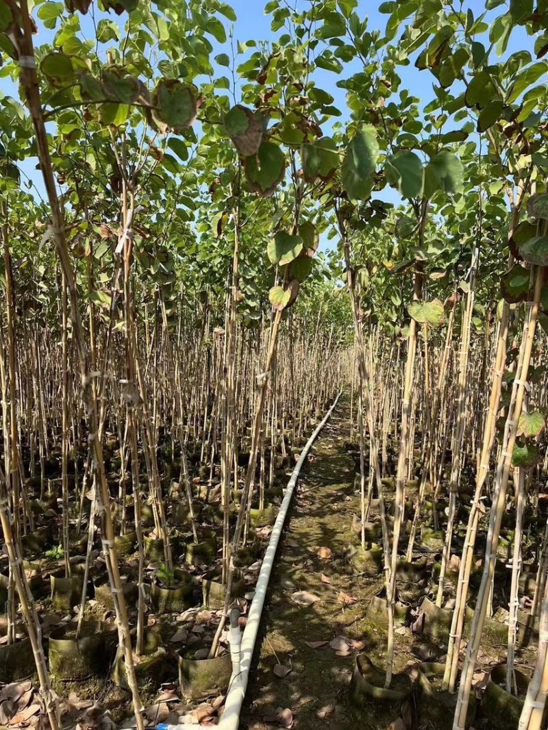 宫粉紫荆1-4分基地大量现货，欢迎各位客户咨询
