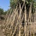 宫粉紫荆1-4分基地大量现货，欢迎各位客户咨询