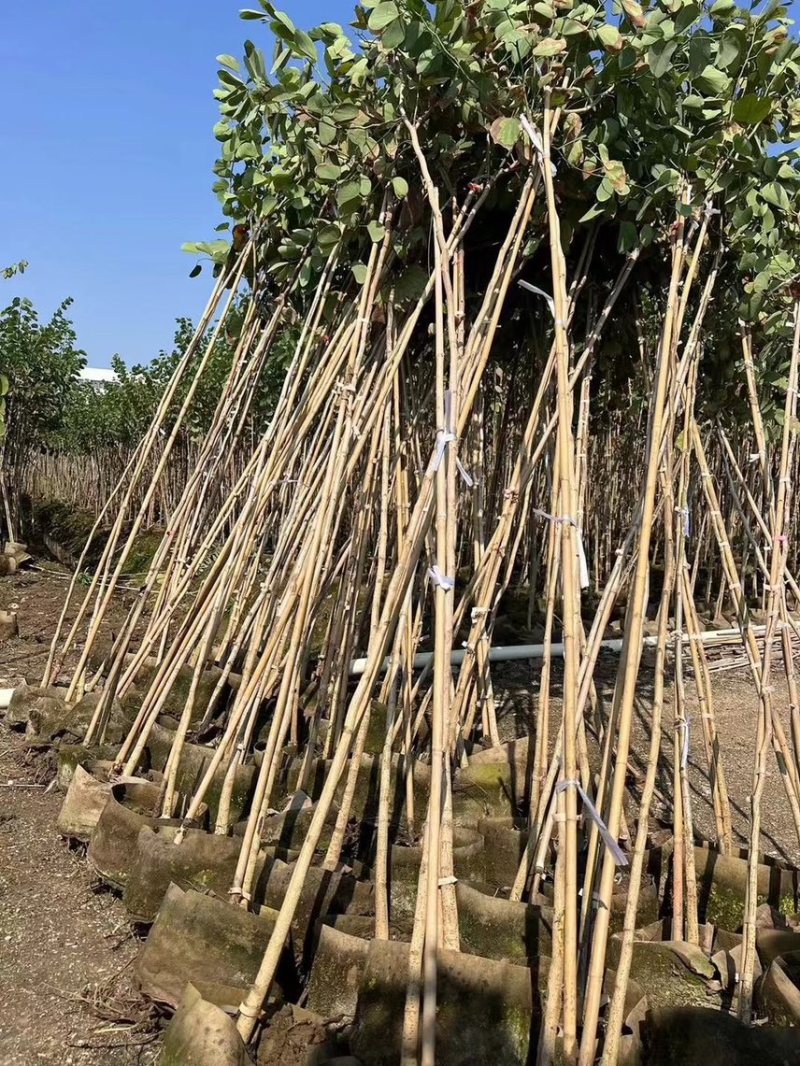 宫粉紫荆1-4分基地大量现货，欢迎各位客户咨询
