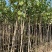 宫粉紫荆1-4分基地大量现货，欢迎各位客户咨询