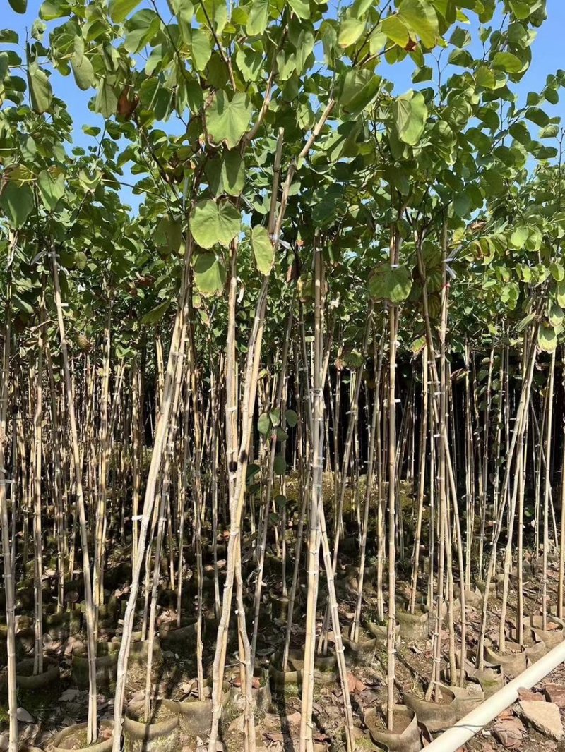 宫粉紫荆1-4分基地大量现货，欢迎各位客户咨询