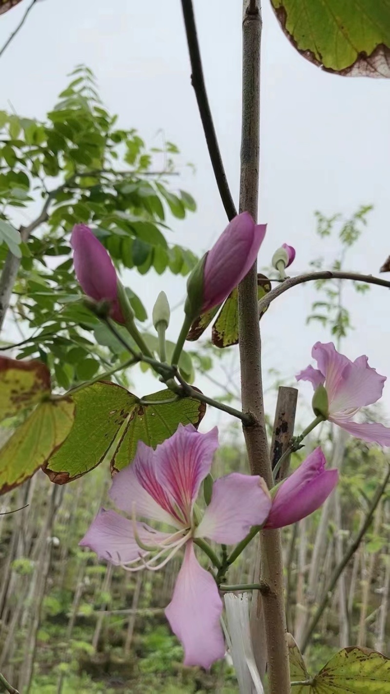 宫粉紫荆1-4分基地大量现货，欢迎各位客户咨询