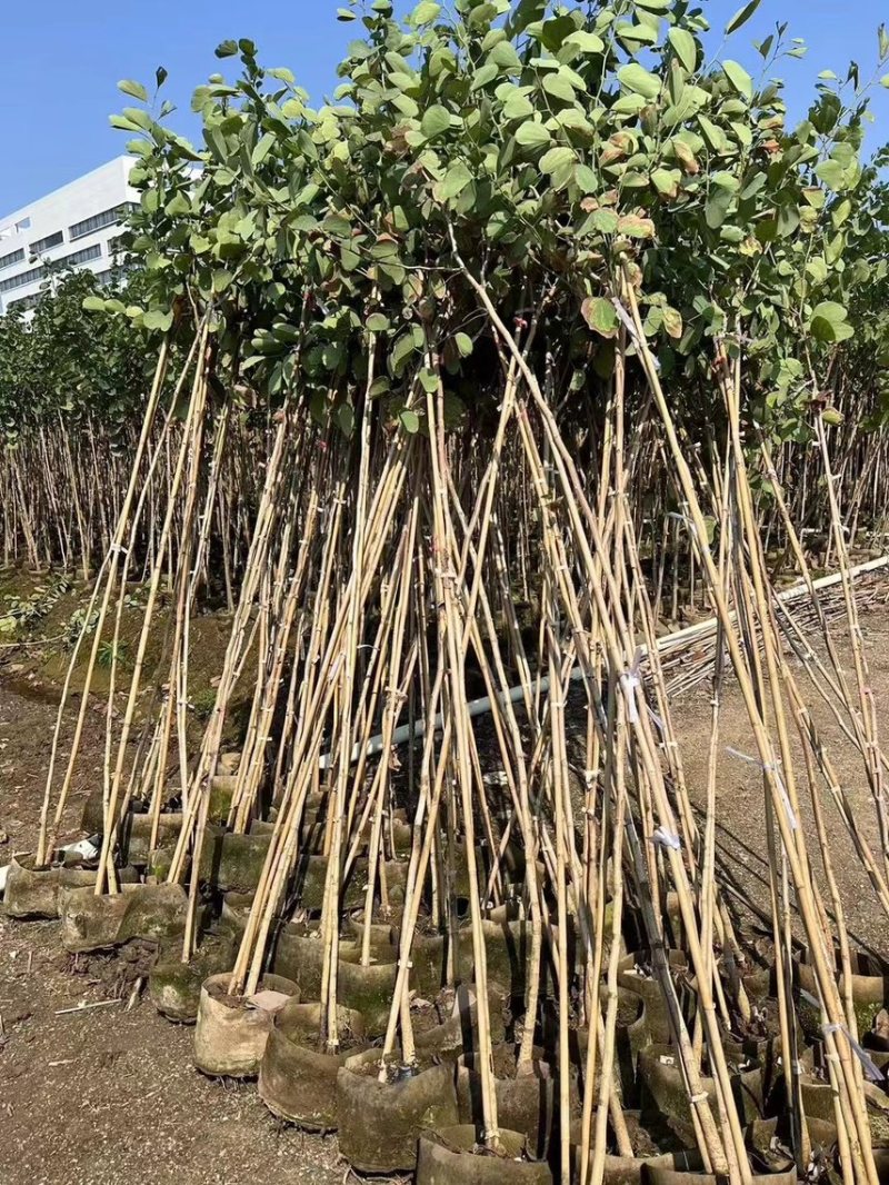 宫粉紫荆1-4分基地大量现货，欢迎各位客户咨询