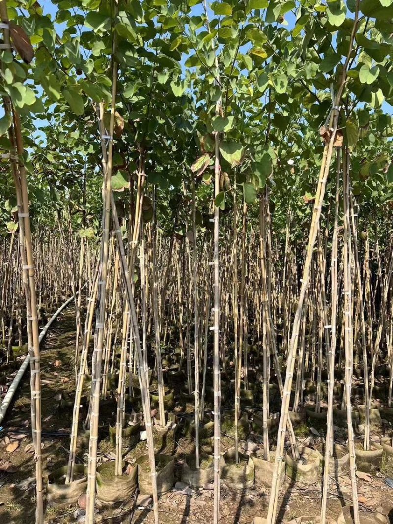 宫粉紫荆1-4分基地大量现货，欢迎各位客户咨询