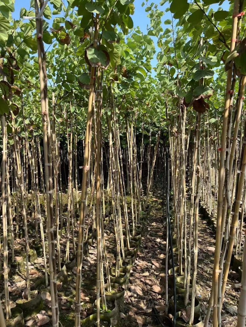 宫粉紫荆1-4分基地大量现货，欢迎各位客户咨询