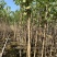 宫粉紫荆1-4分基地大量现货，欢迎各位客户咨询