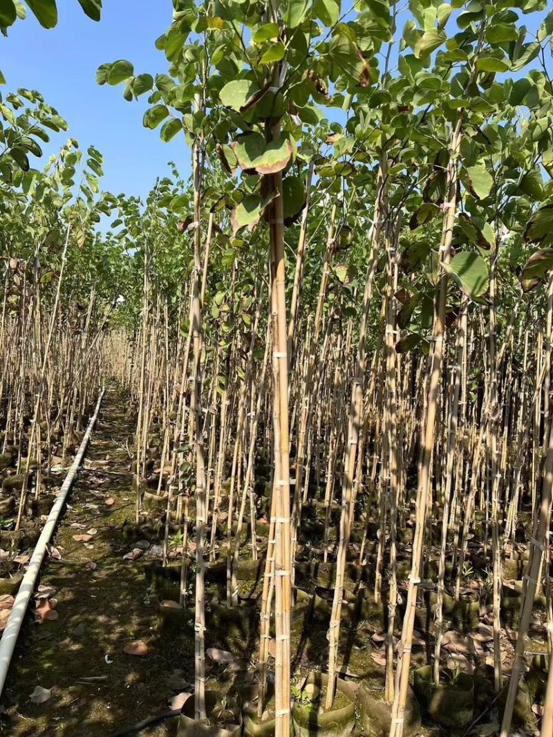 宫粉紫荆1-4分基地大量现货，欢迎各位客户咨询