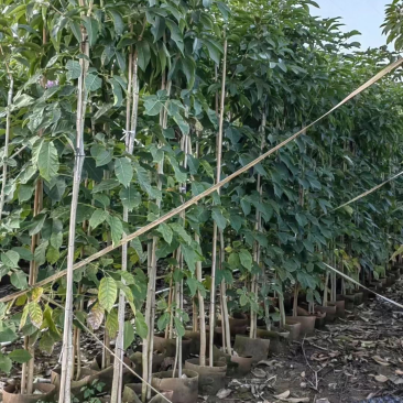 紫花风铃木1-4分基地大量现货，欢迎各位客户咨询