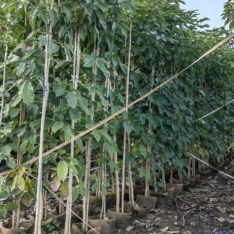 紫花风铃木1-4分基地大量现货，欢迎各位客户咨询