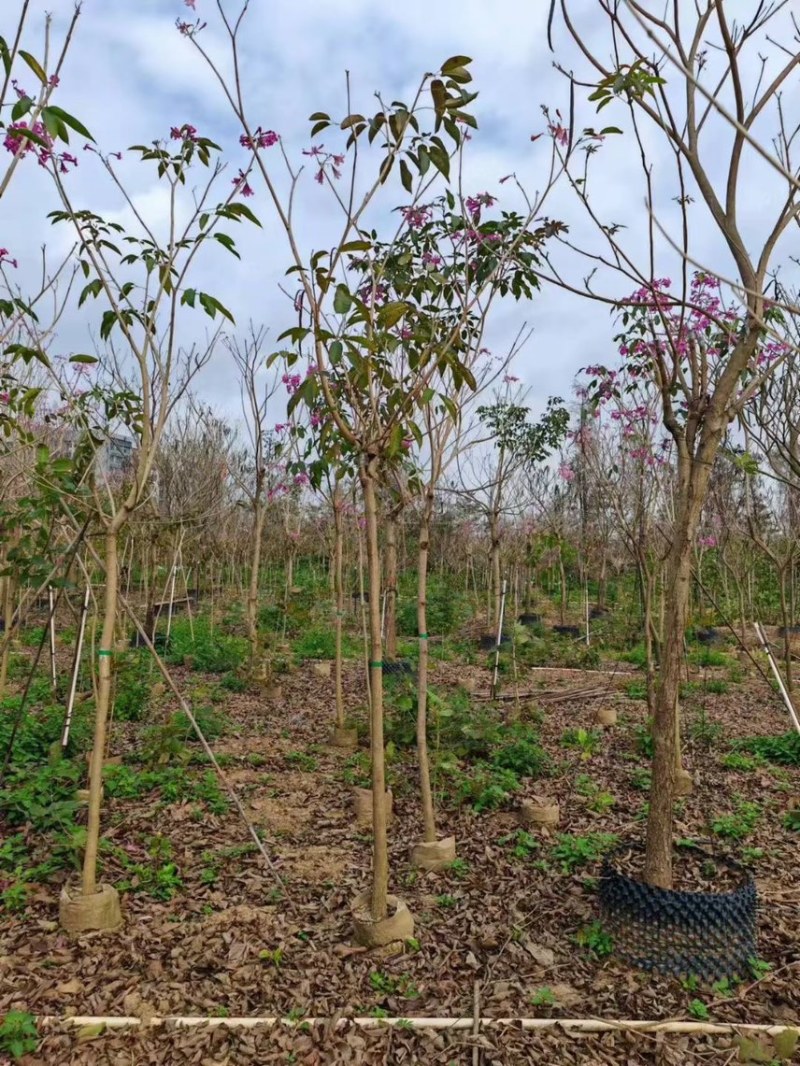 紫花风铃木1-4分基地大量现货，欢迎各位客户咨询