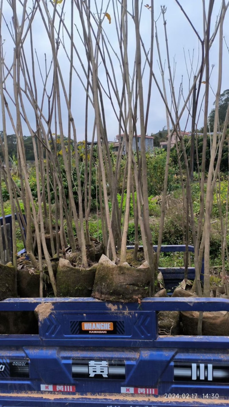 紫花风铃木1-4分基地大量现货，欢迎各位客户咨询