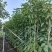 紫花风铃木1-4分基地大量现货，欢迎各位客户咨询