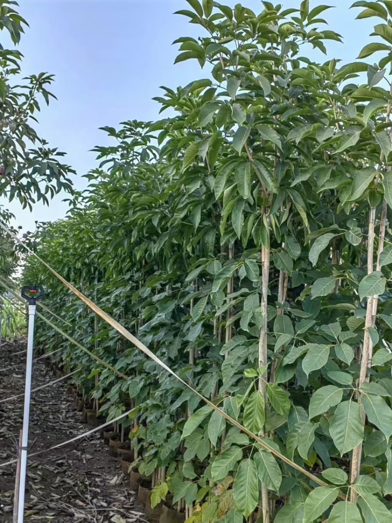 紫花风铃木1-4分基地大量现货，欢迎各位客户咨询