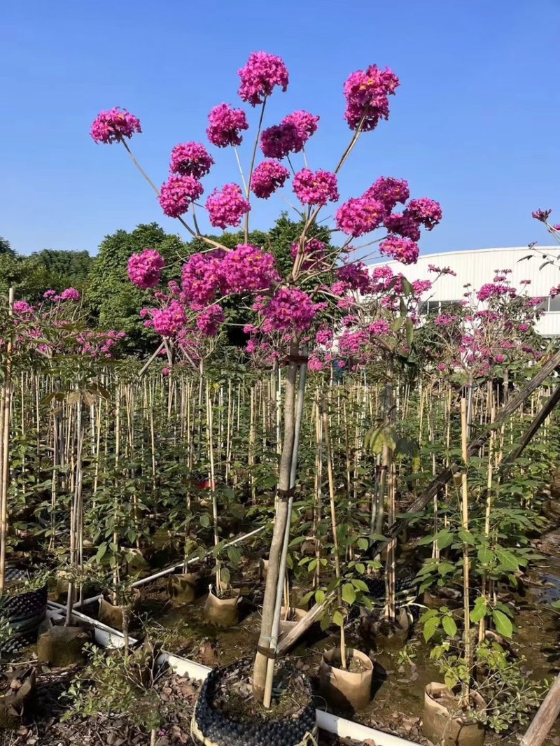 紫花风铃木1-4分基地大量现货，欢迎各位客户咨询