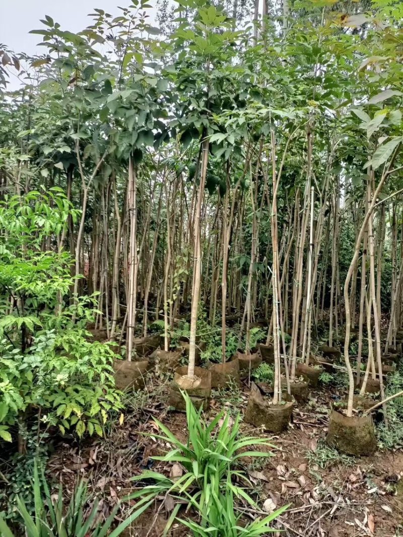 紫花风铃木1-4分基地大量现货，欢迎各位客户咨询