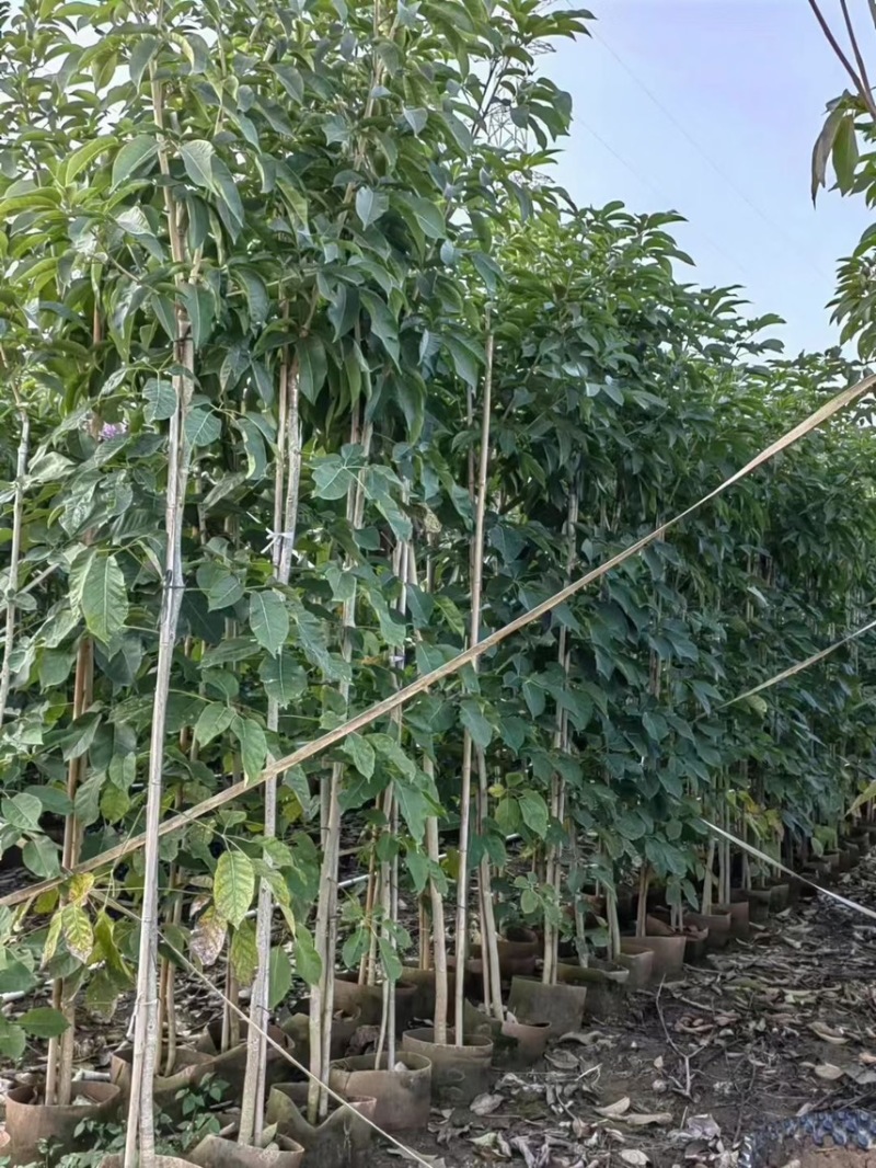 紫花风铃木1-4分基地大量现货，欢迎各位客户咨询