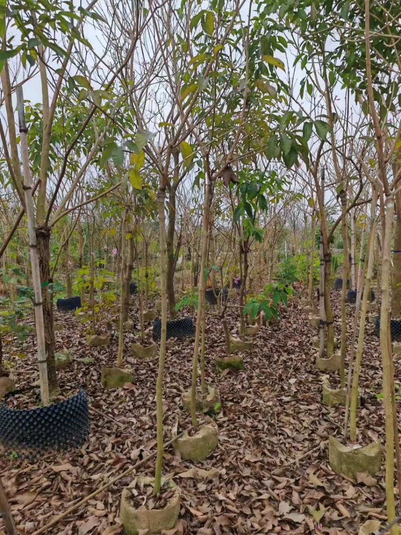 紫花风铃木1-4分基地大量现货，欢迎各位客户咨询