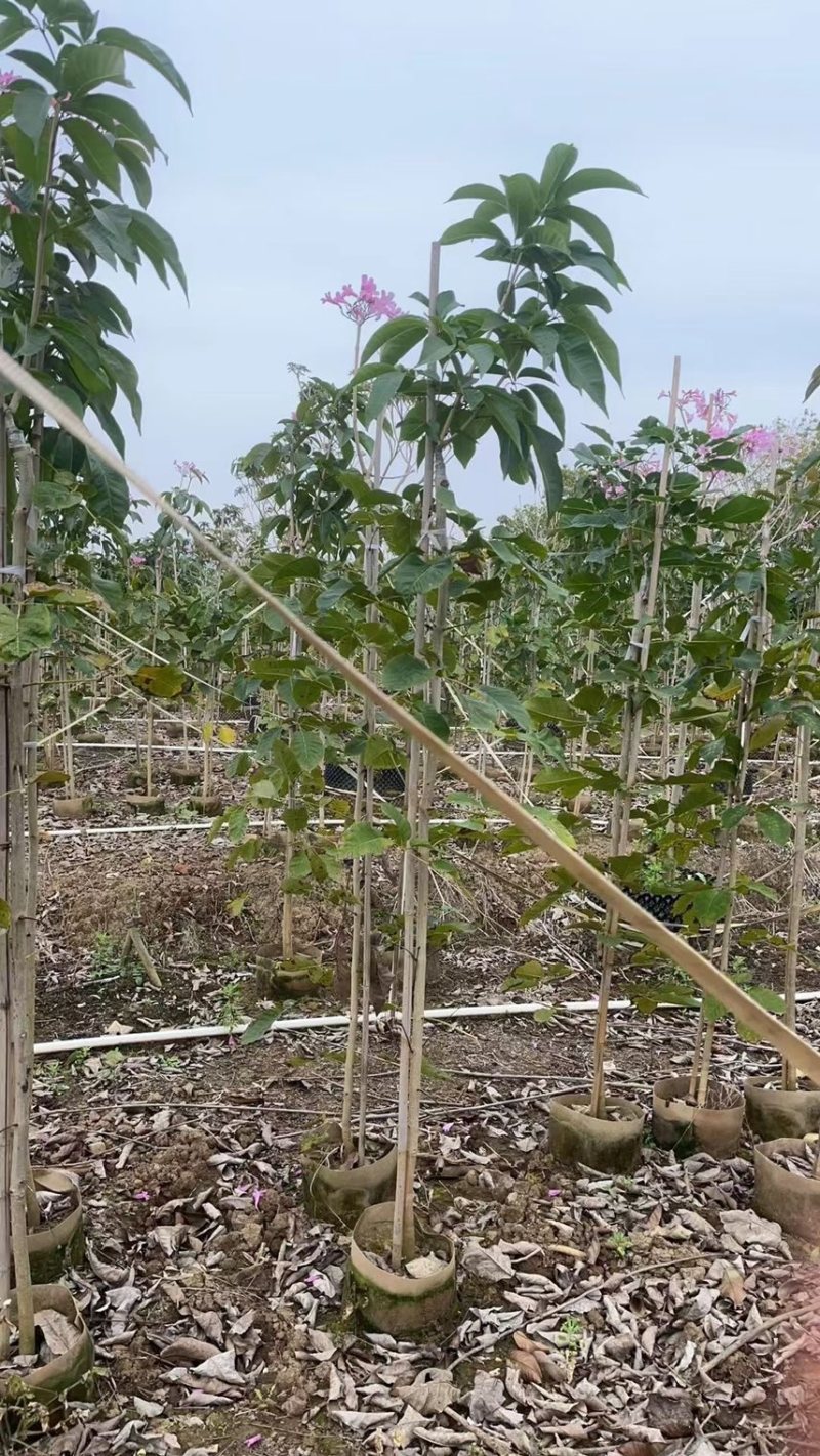 紫花风铃木1-4分基地大量现货，欢迎各位客户咨询