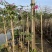 紫花风铃木1-4分基地大量现货，欢迎各位客户咨询