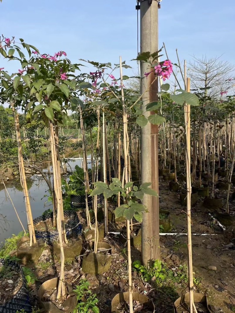 紫花风铃木1-4分基地大量现货，欢迎各位客户咨询