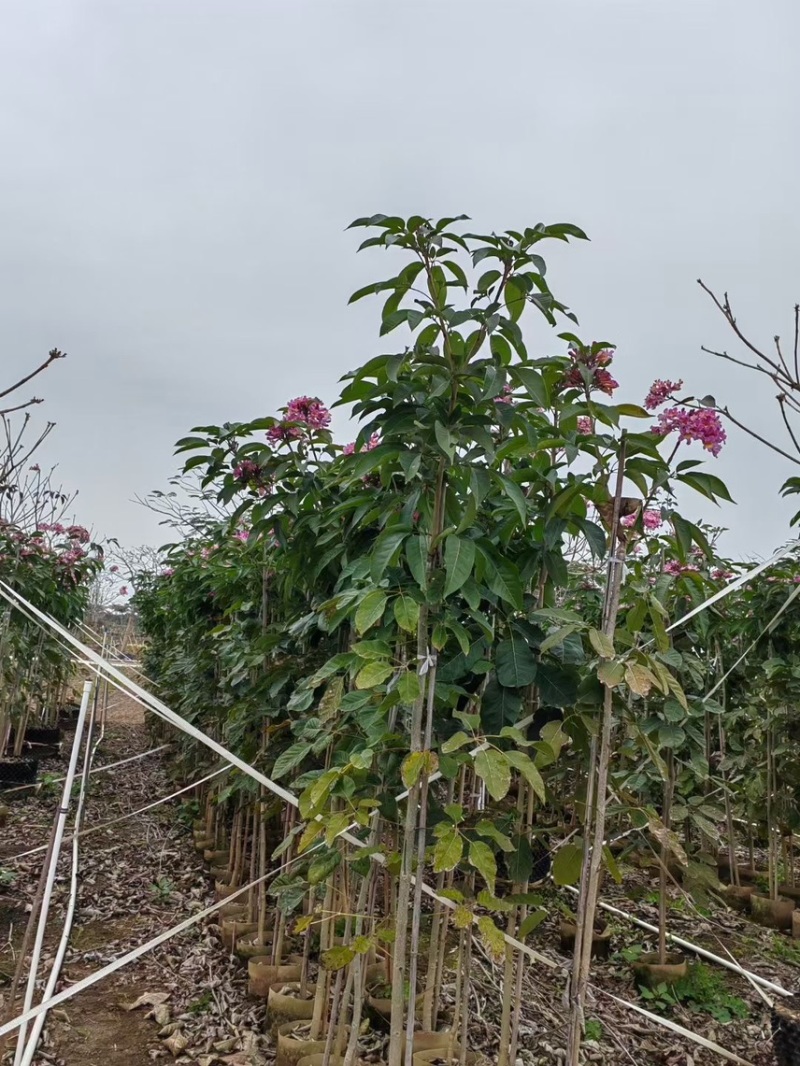 紫花风铃木1-4分基地大量现货，欢迎各位客户咨询