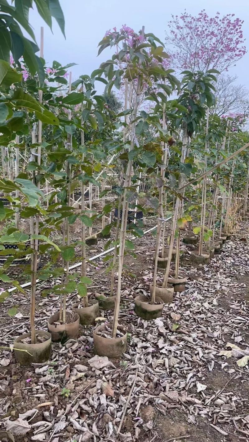 紫花风铃木1-4分基地大量现货，欢迎各位客户咨询