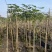 紫花风铃木1-4分基地大量现货，欢迎各位客户咨询
