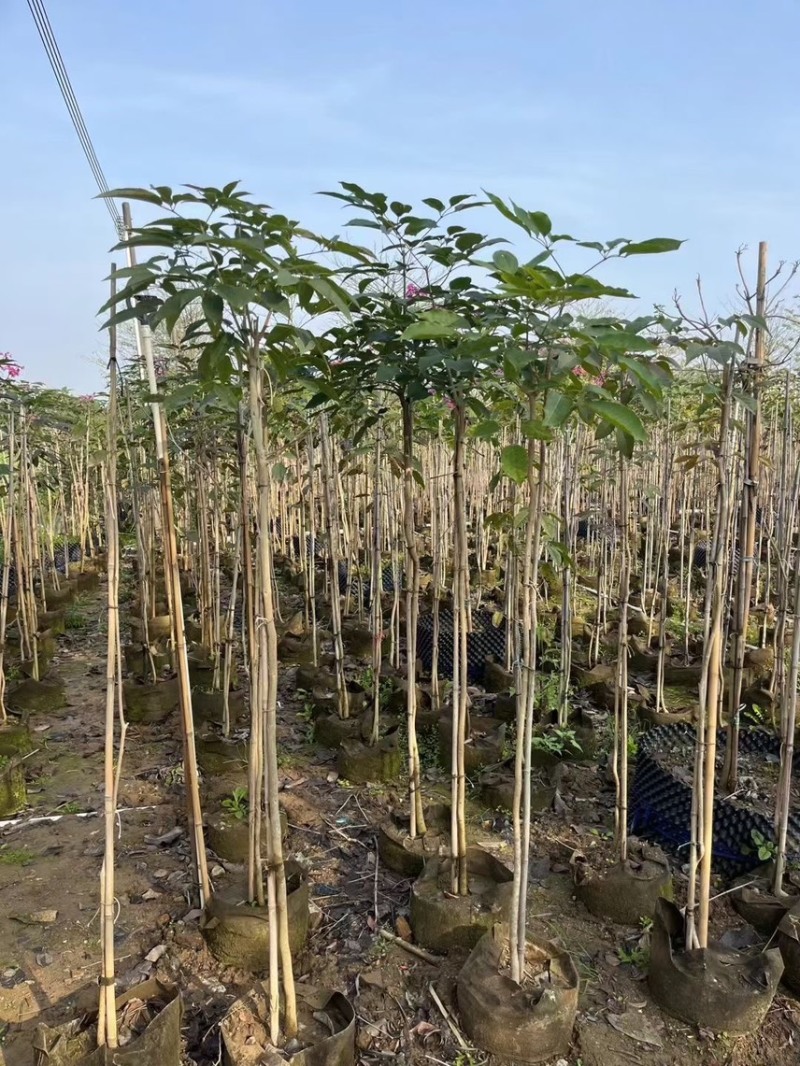紫花风铃木1-4分基地大量现货，欢迎各位客户咨询